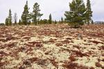 /media/docs/110512_norway/rondane/dsc_5290.jpg