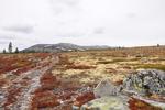 /media/docs/110512_norway/rondane/dsc_5292.jpg