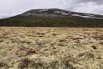 /media/docs/110512_norway/rondane/dsc_5319.jpg