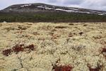 /media/docs/110512_norway/rondane/dsc_5325.jpg