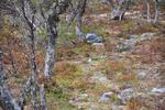 /media/docs/110512_norway/rondane/dsc_5460.jpg