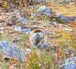 /media/docs/110512_norway/rondane/lemming.jpg