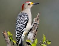 /media/docs/130328_belize/day05/golden-frontedwoodpecker.jpg