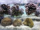 /media/docs/150718_monaco/0707_the_monaco_aquarium/img_20150707_182643.jpg